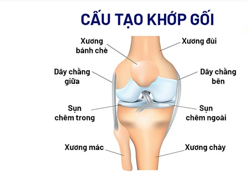 Cấu tạo Khớp gối và các bệnh thường gặp ở khớp gối